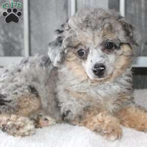 Bonnie, Miniature Poodle Puppy